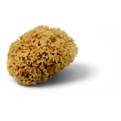Sch 40830 Magic Sponge 12cm tengeri szivacs